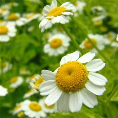 Chamomile, a functional herb, is an immunity booster. It helps in fighting cancer, promotes good sleep, controls blood sugar level, relieves mentrual pain.